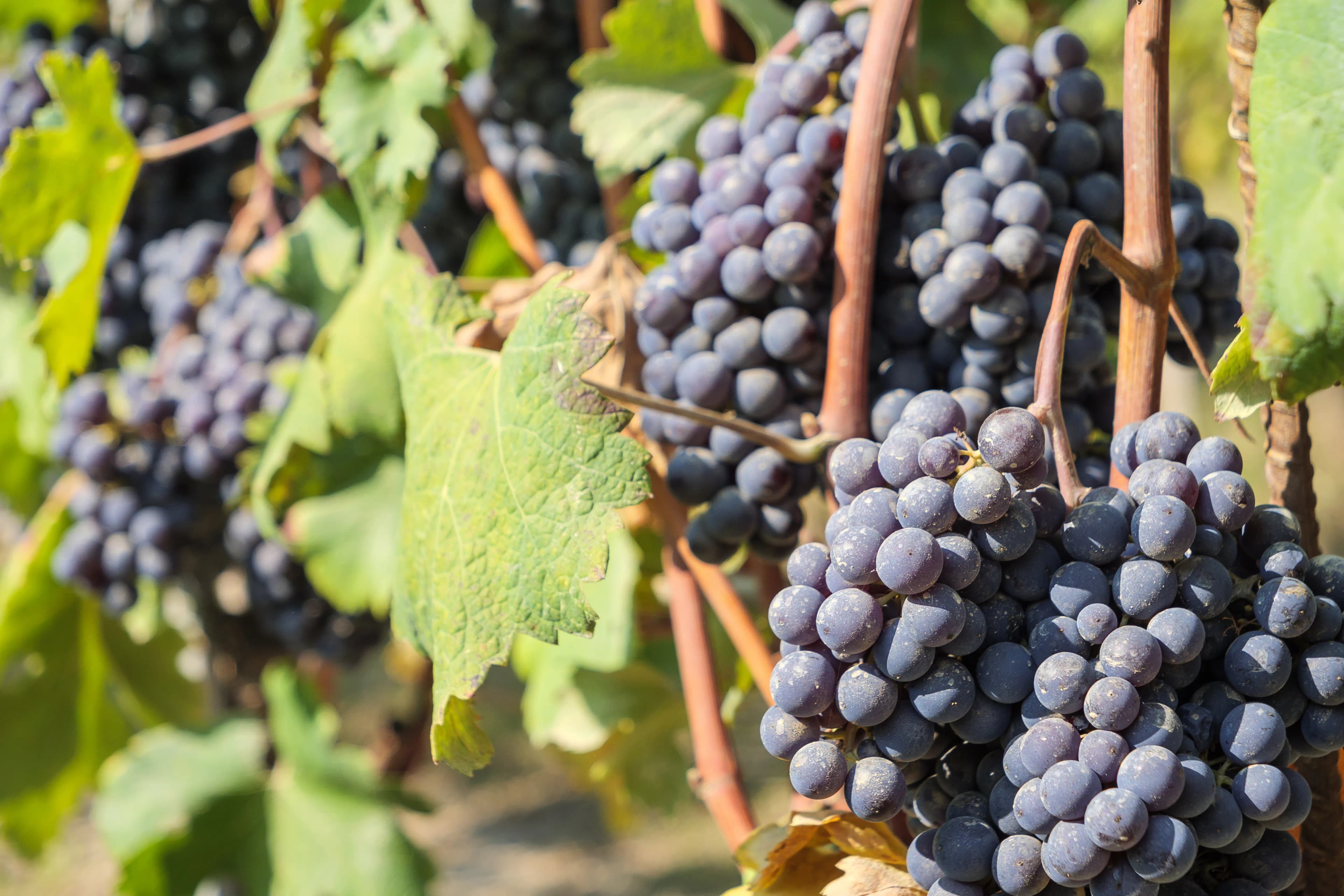 Weinreise Piemont