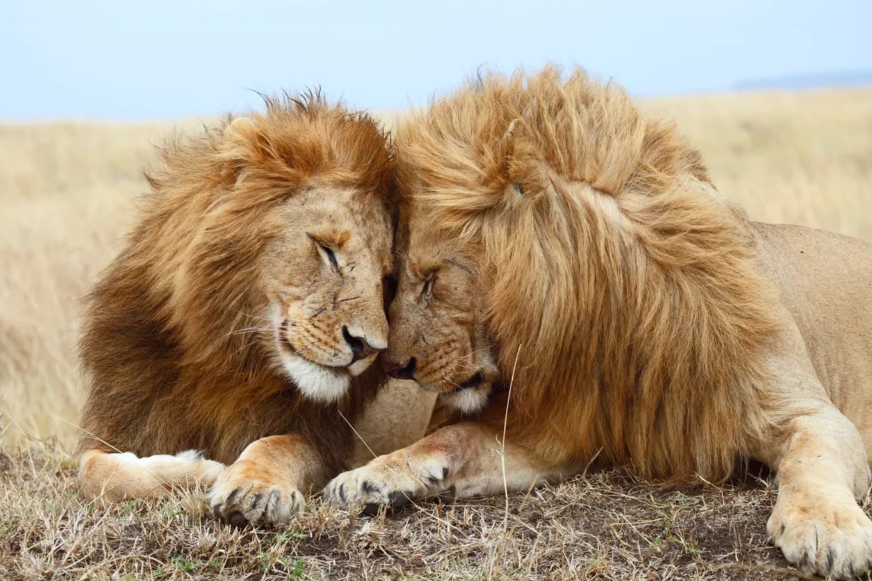 Faszinierende Masai Mara erleben und Erholung am Diani Beach 2