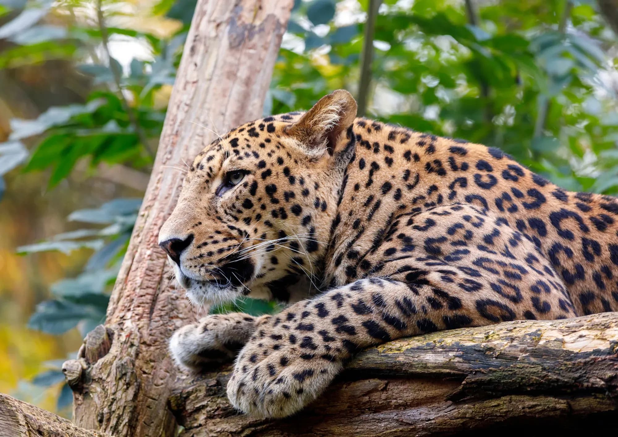 Wildlife Safari