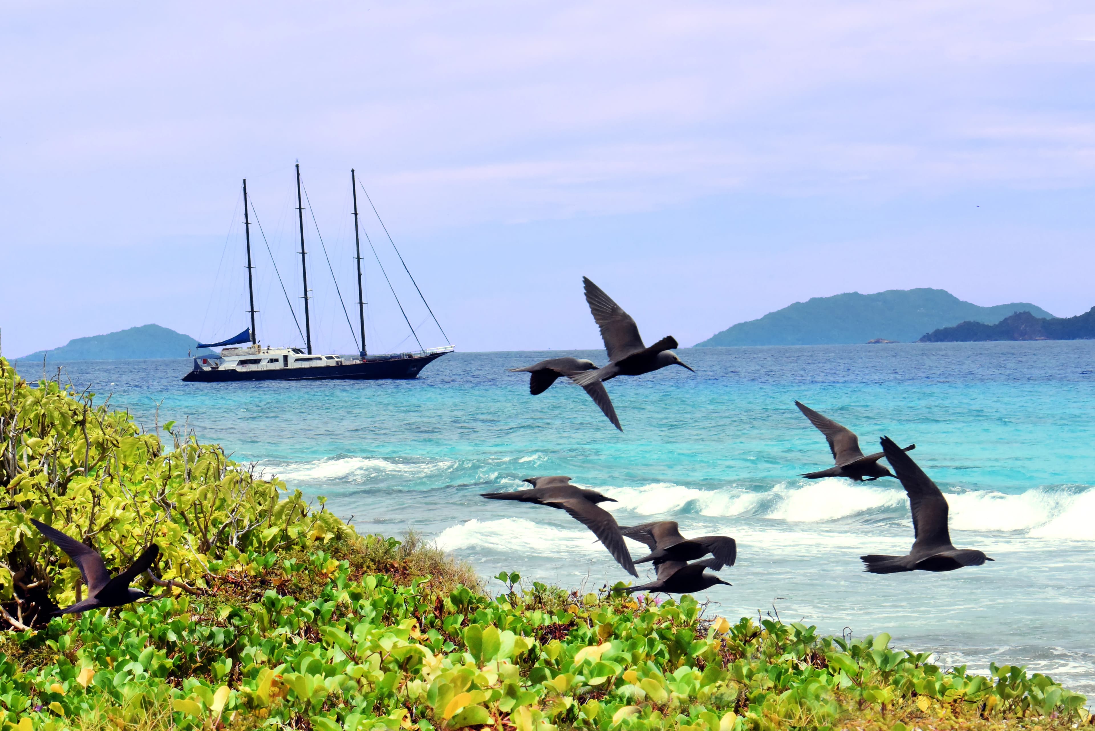 SEA STAR / SEA BIRD