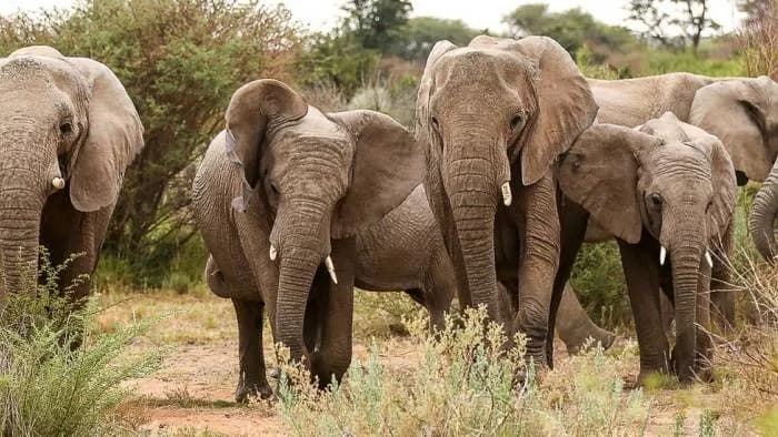 Rundreise Botswana, Namibia  und  Simbabwe 4