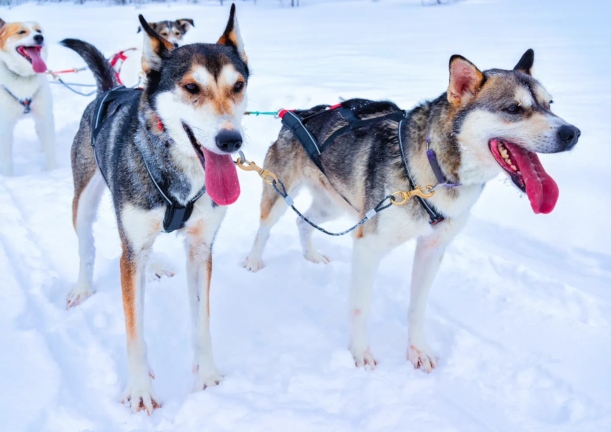 Winterzauber in Finnland