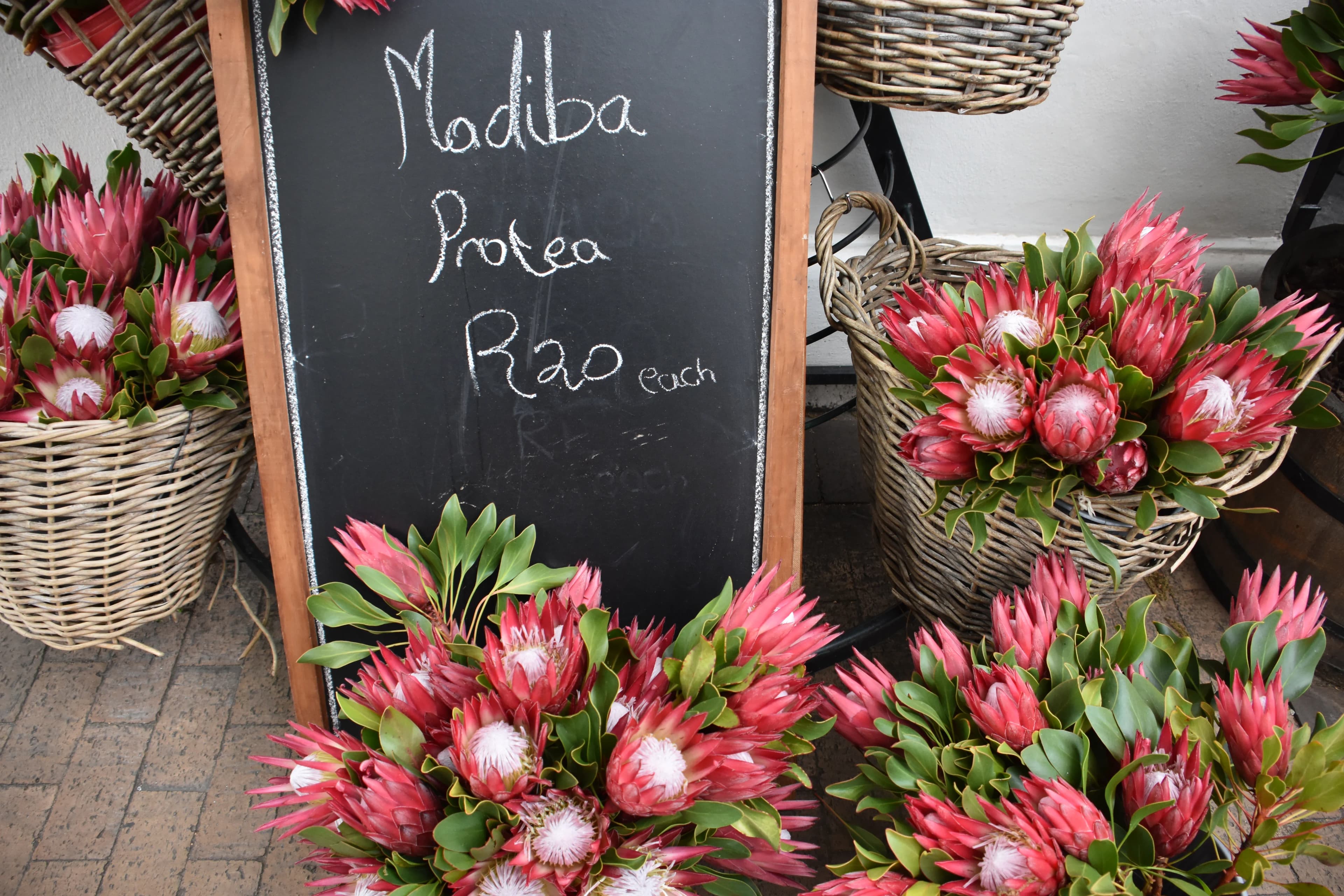 Südafrika – Kapstadt – Garden Route – Safari 3
