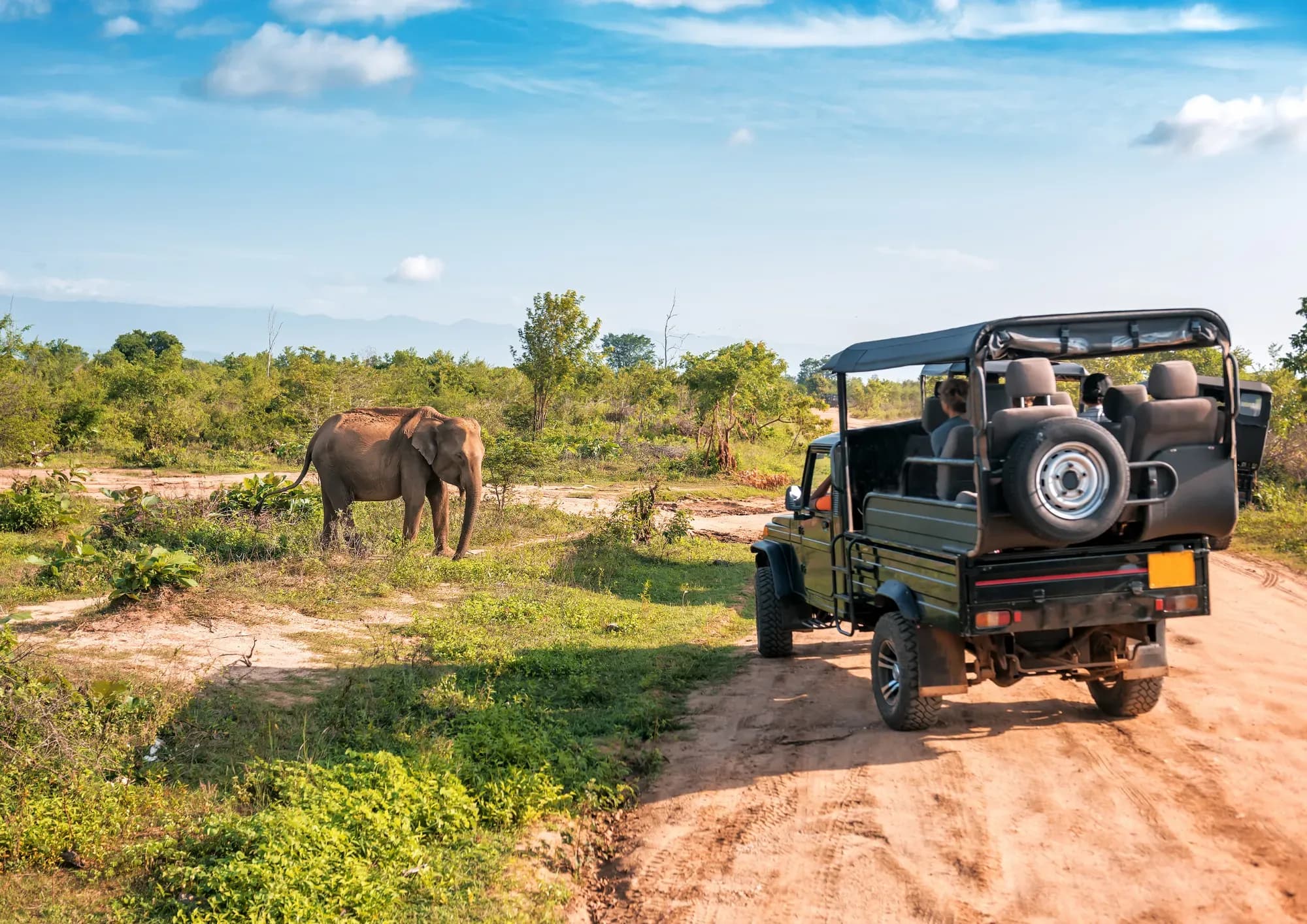 Wildlife Safari