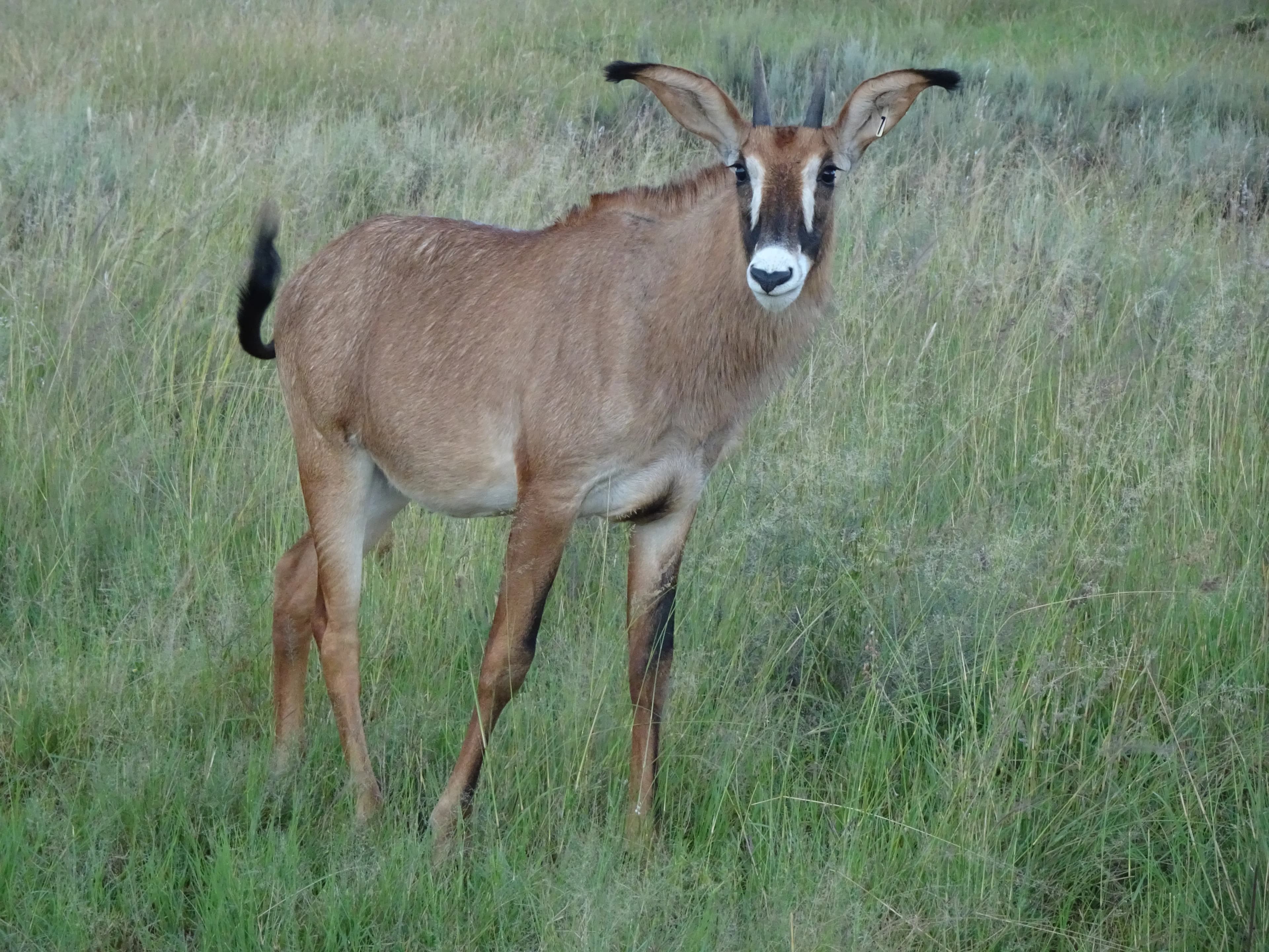Ants Nest Waterberg Südafrika Pferdesafaris 2