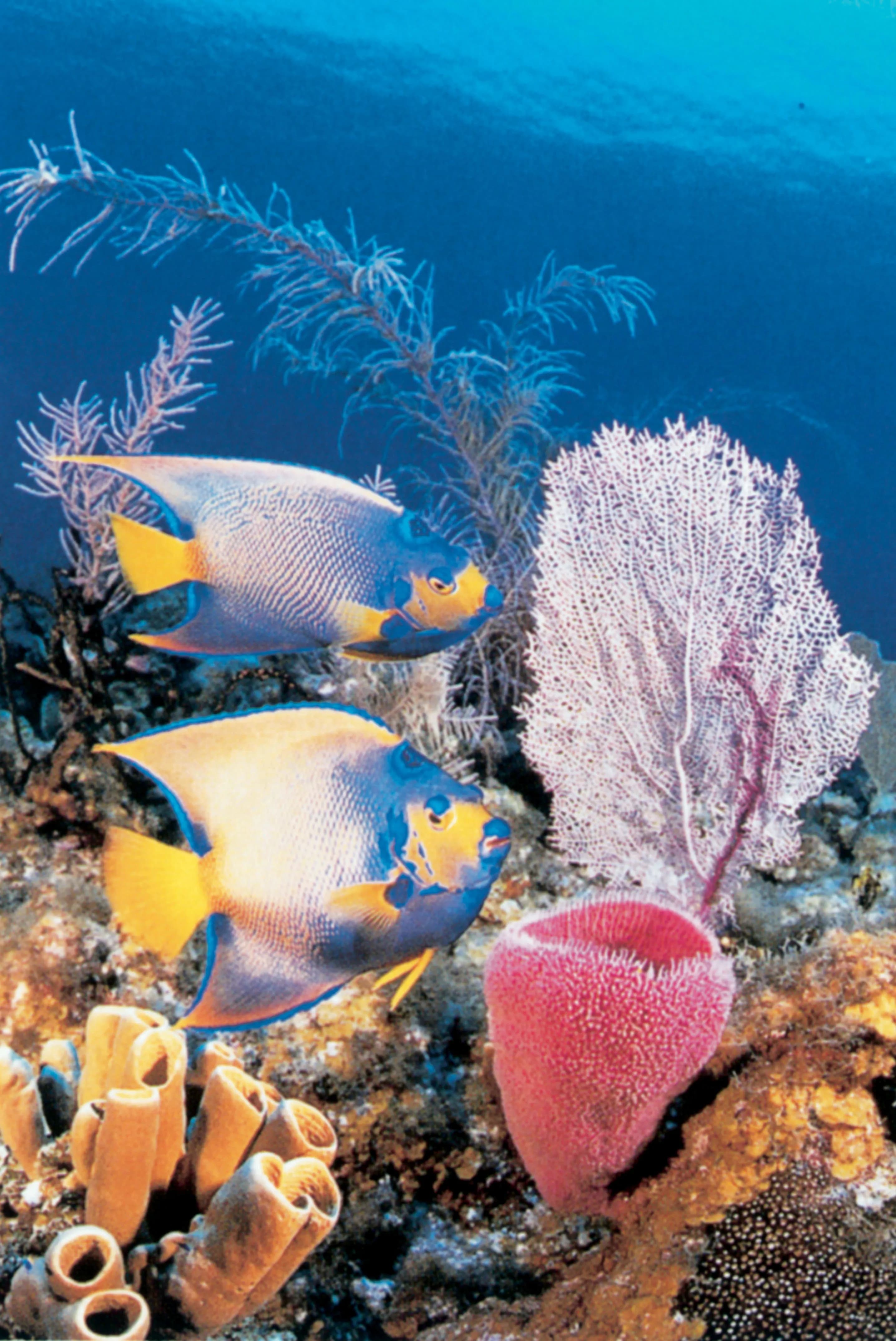 Sun Reef Village on Sea Curacao 5