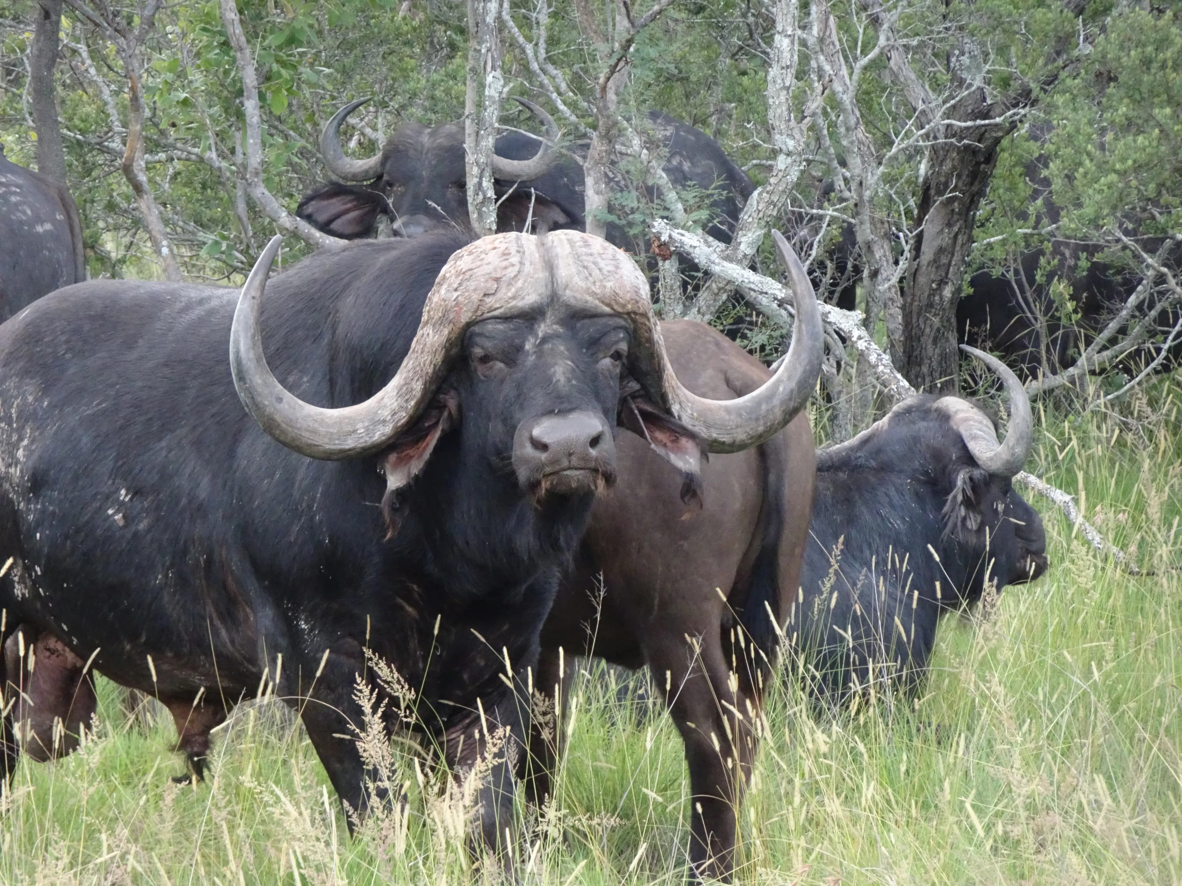 Ants Nest Waterberg Südafrika Pferdesafaris