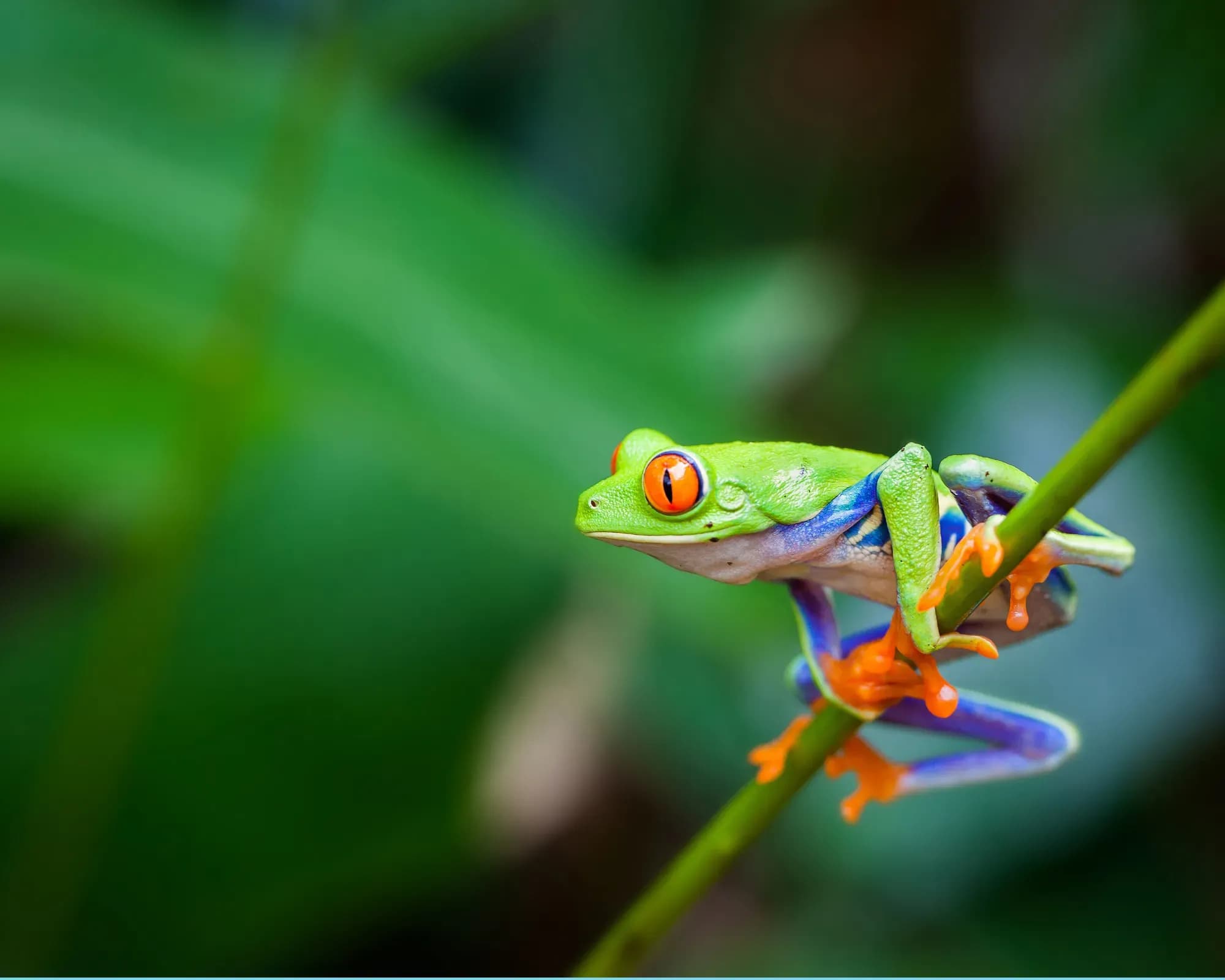 Naturerlebnis Costa Rica