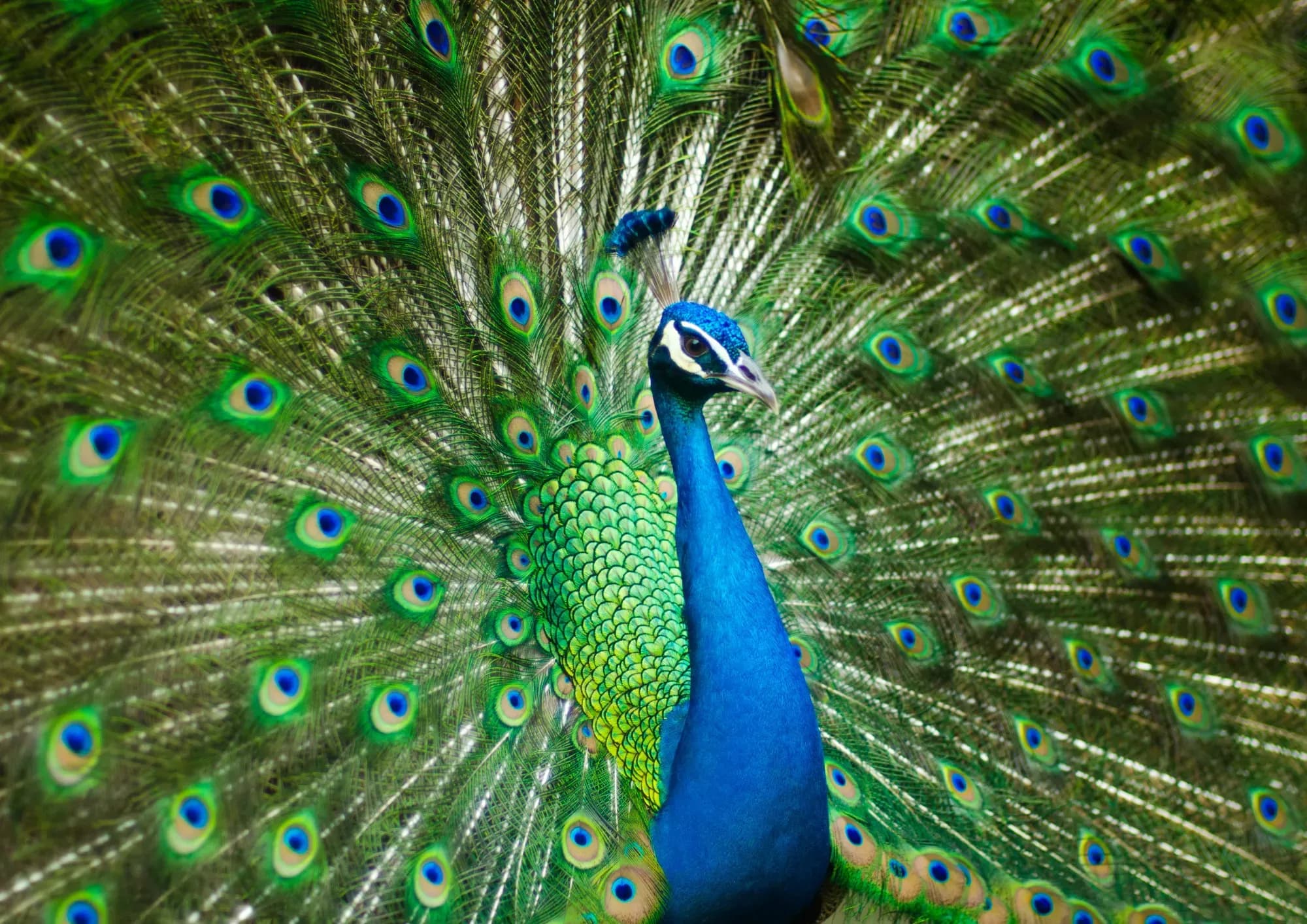 Wildlife Safari
