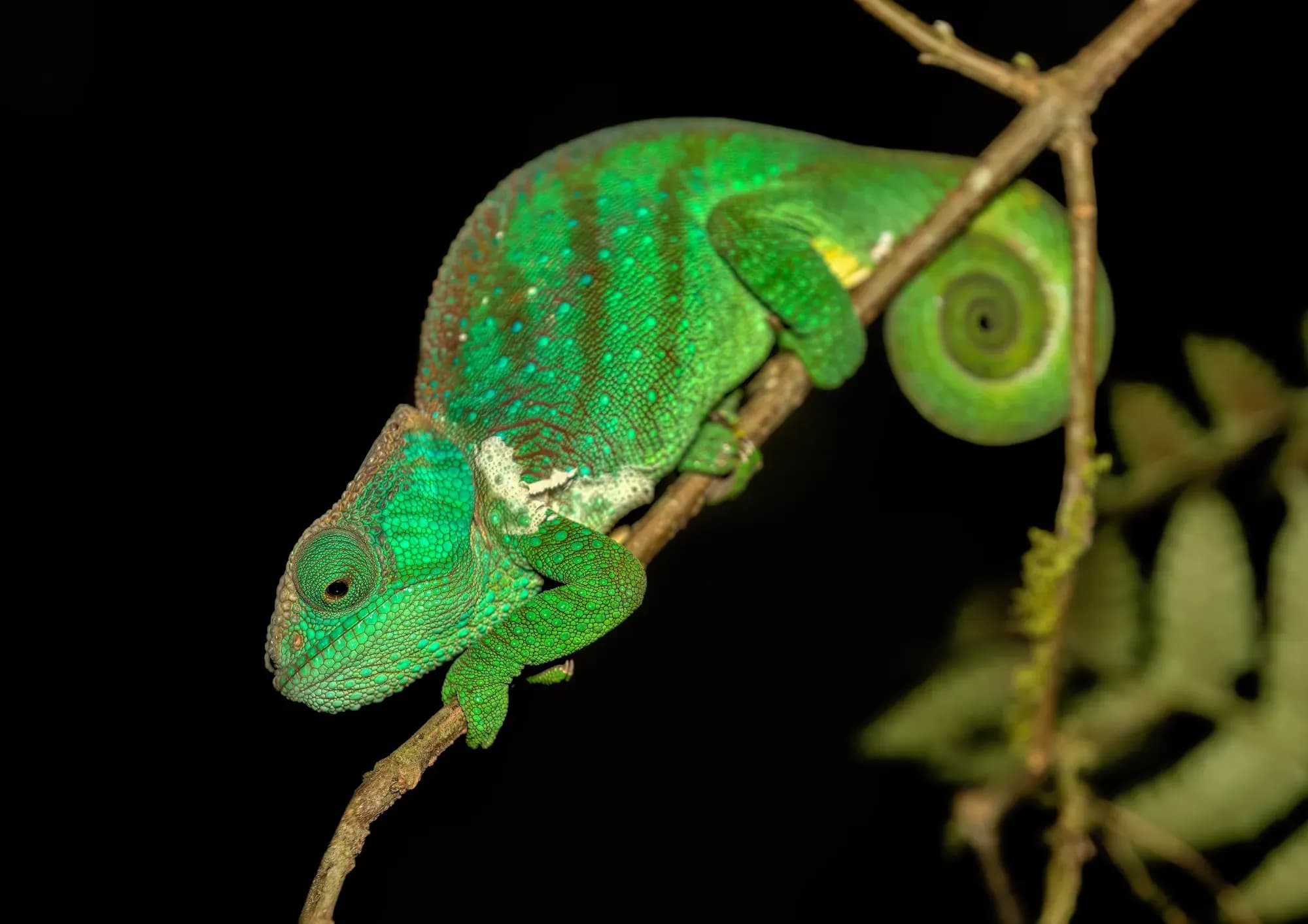 Madagaskar Intensiv
