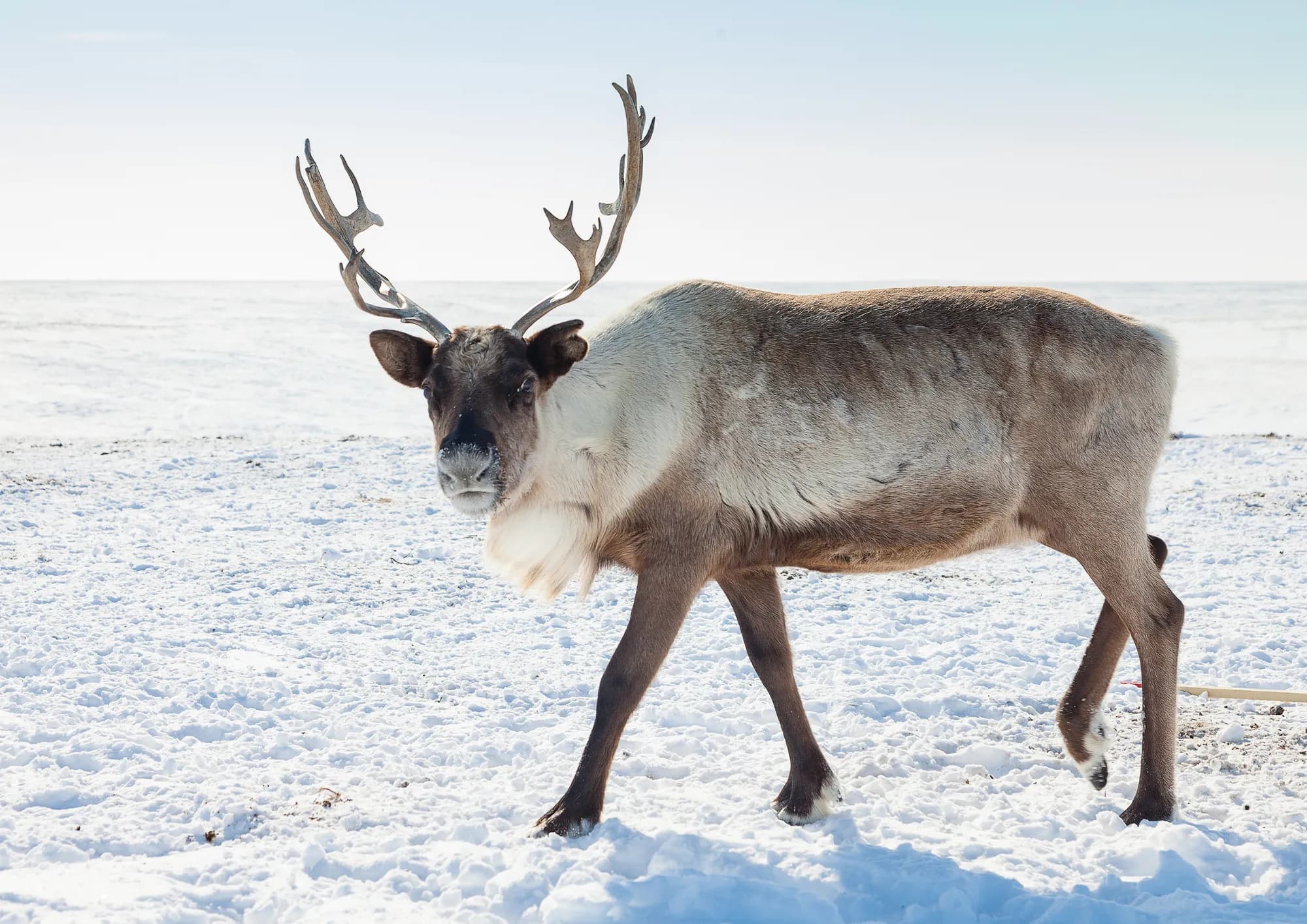 Wintermärchen in Nordnorwegen 3