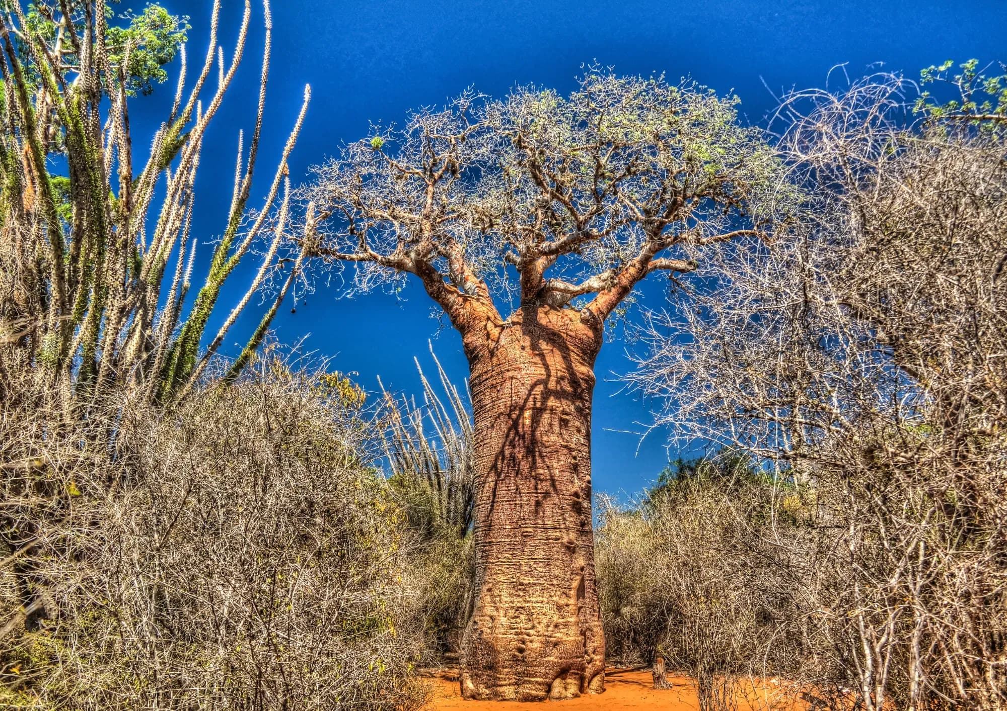Madagaskar Intensiv