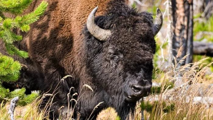 Yellowstone 3