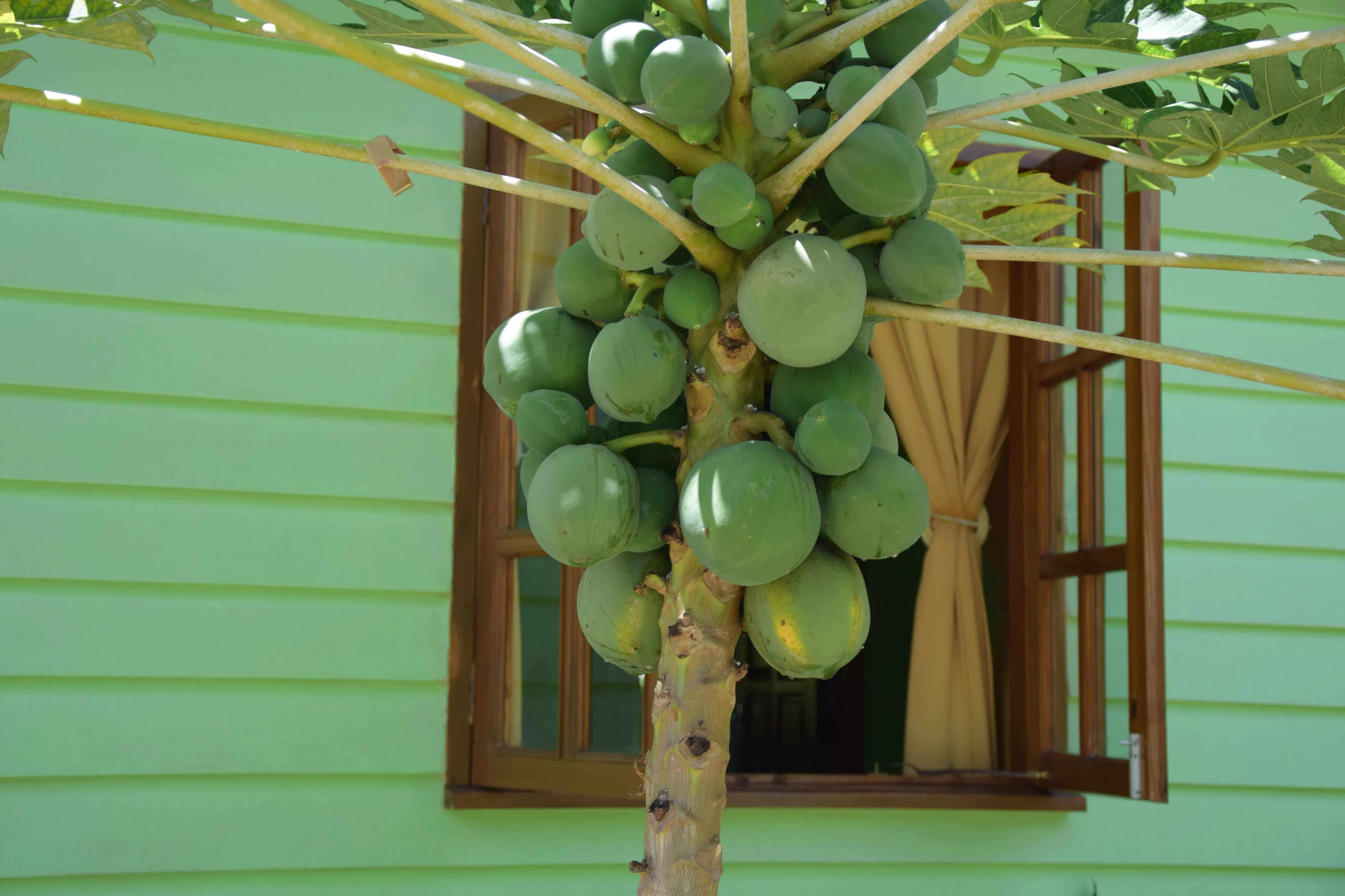 VILLA CREOLE 2