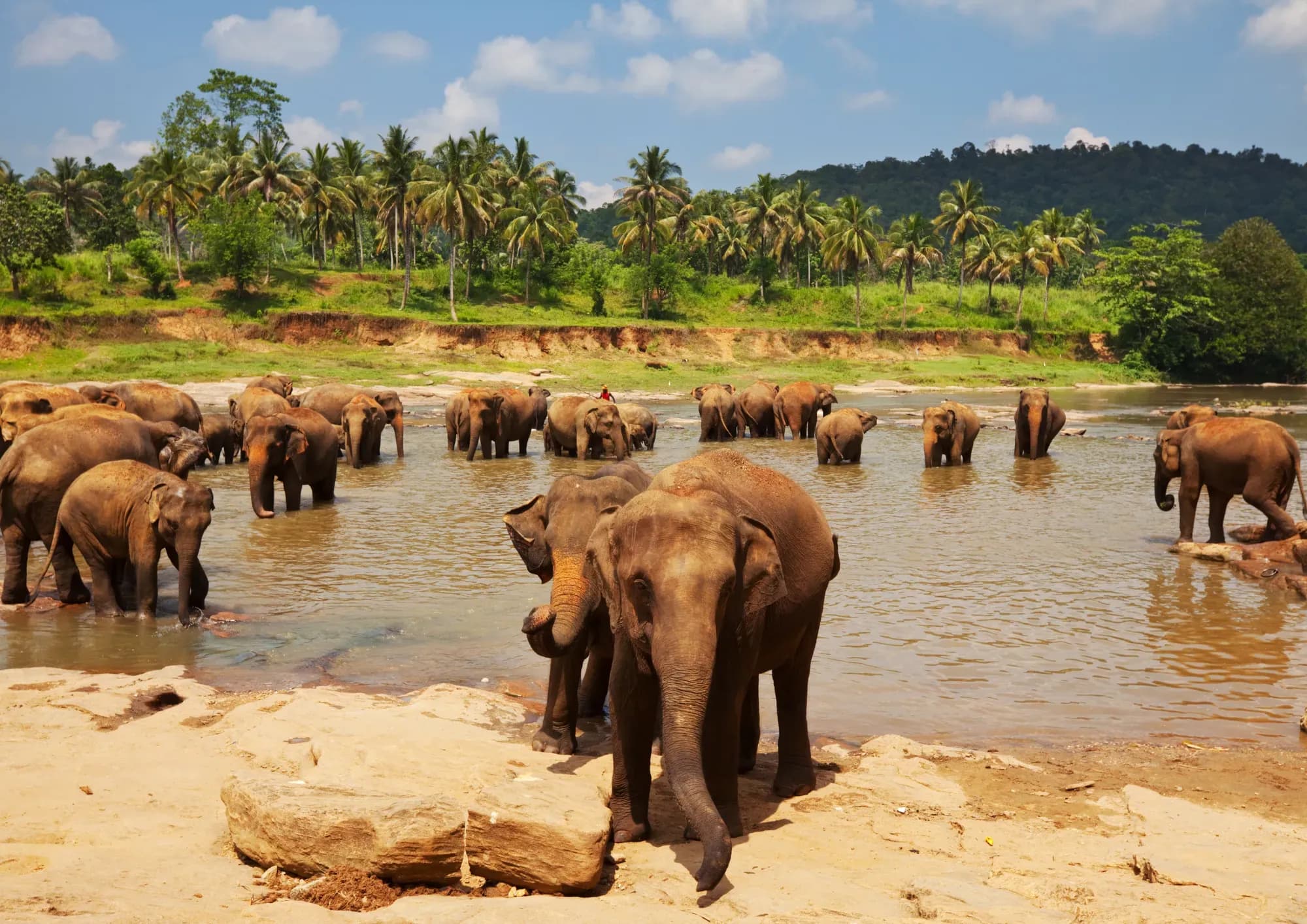 Wildlife Safari