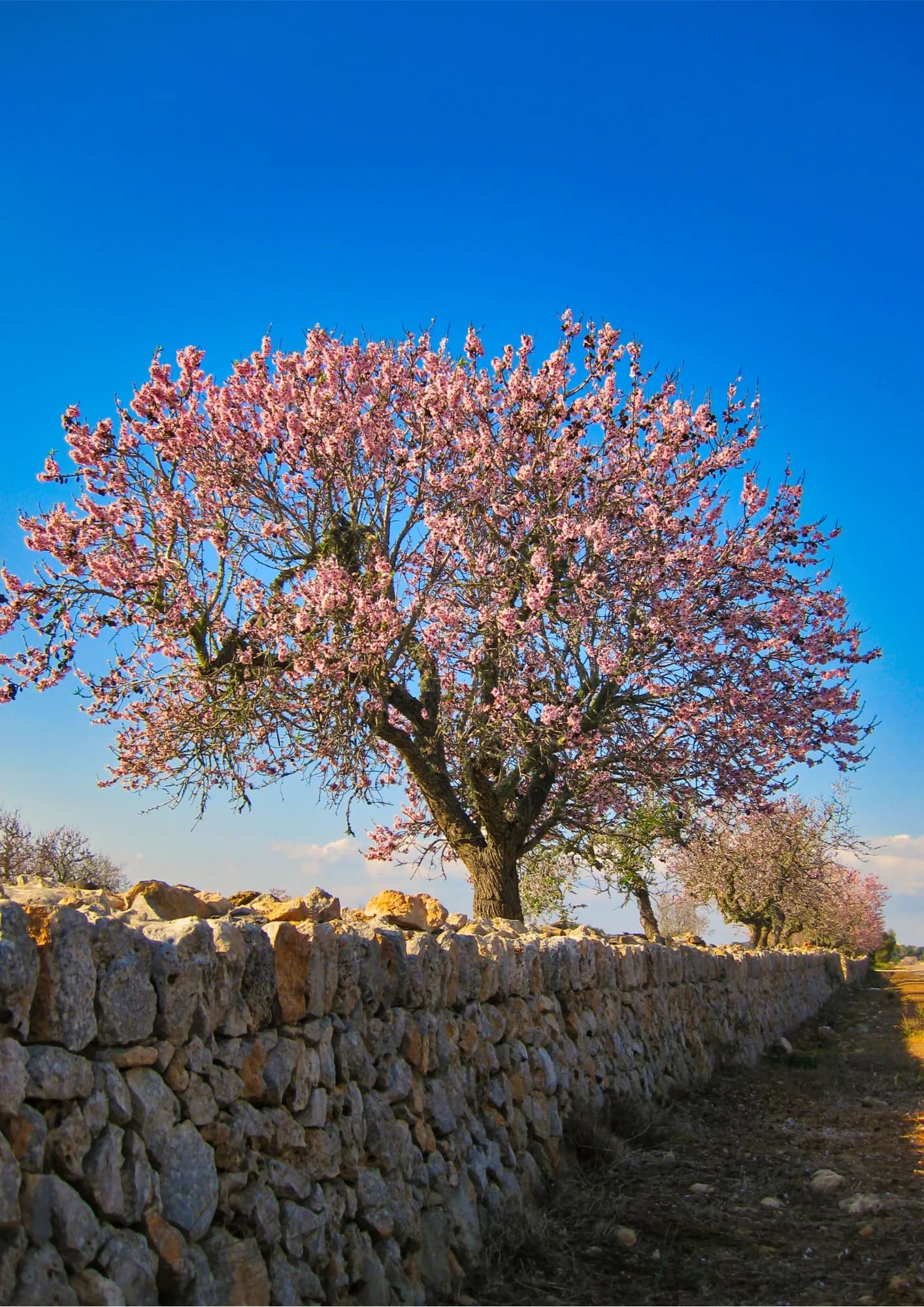 Wanderopening zur Mandelblüte auf Mallorca 3