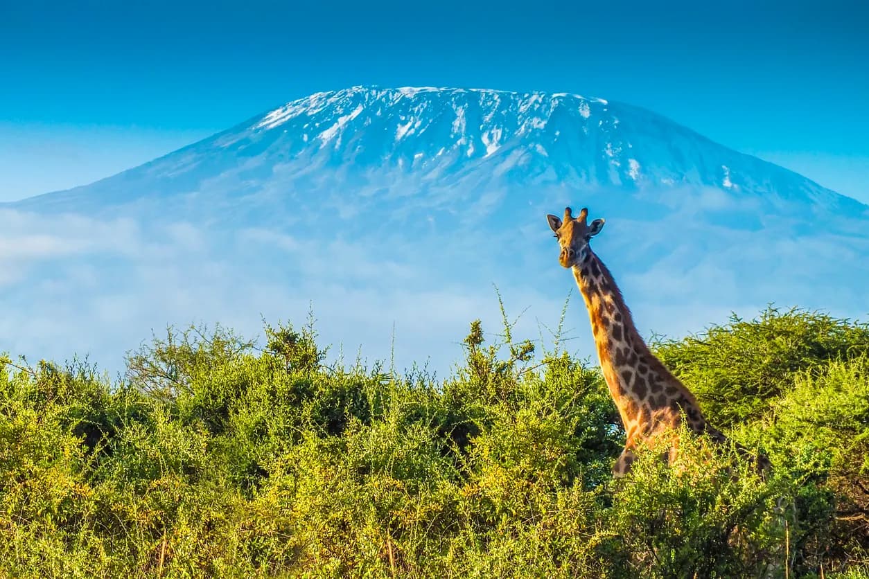 Faszinierende Masai Mara erleben und Erholung am Diani Beach 5