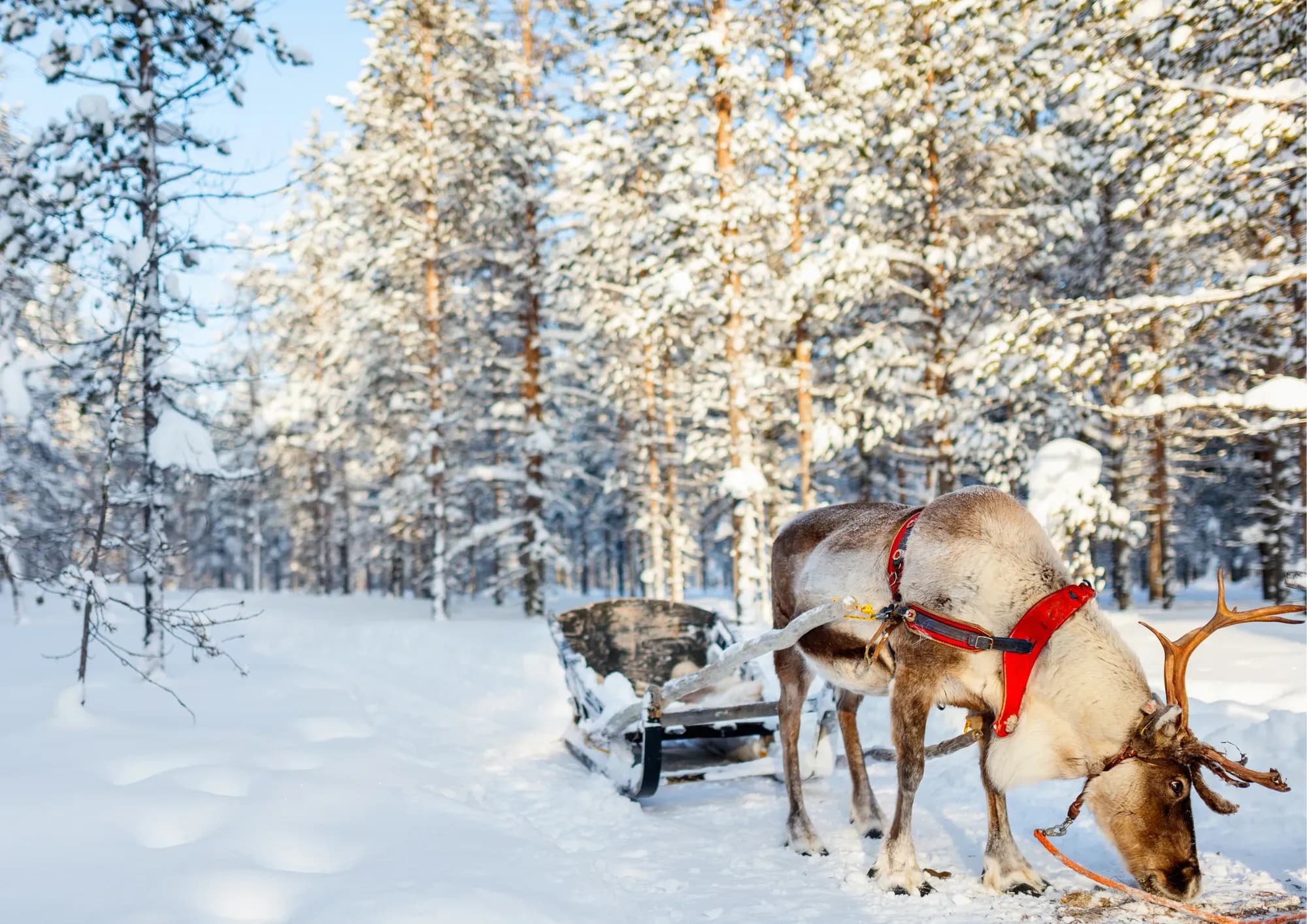 Winterzauber in Finnland