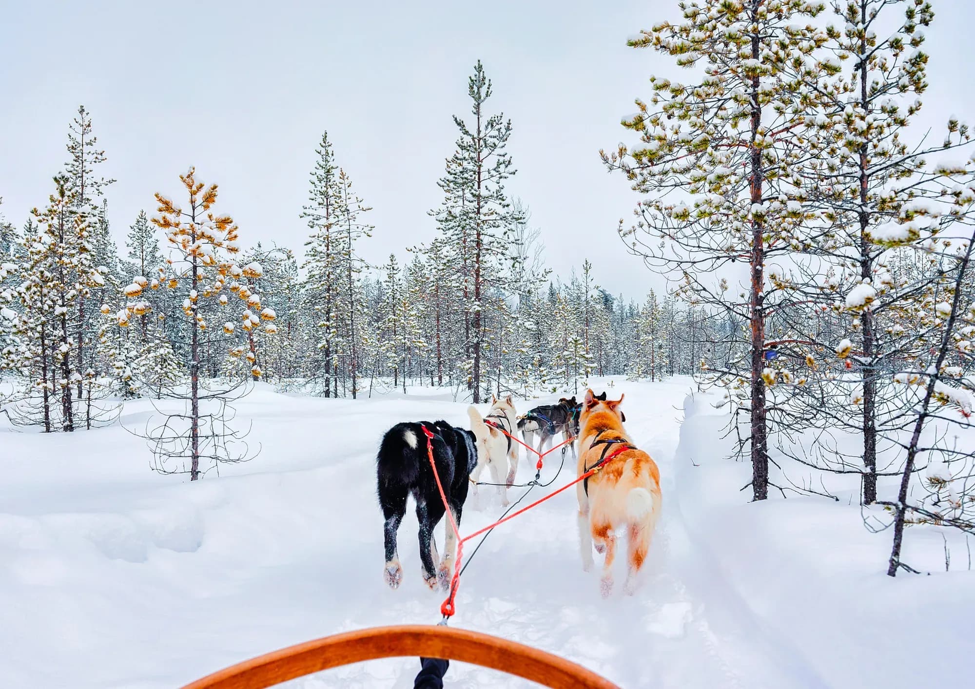 Winterzauber in Finnland
