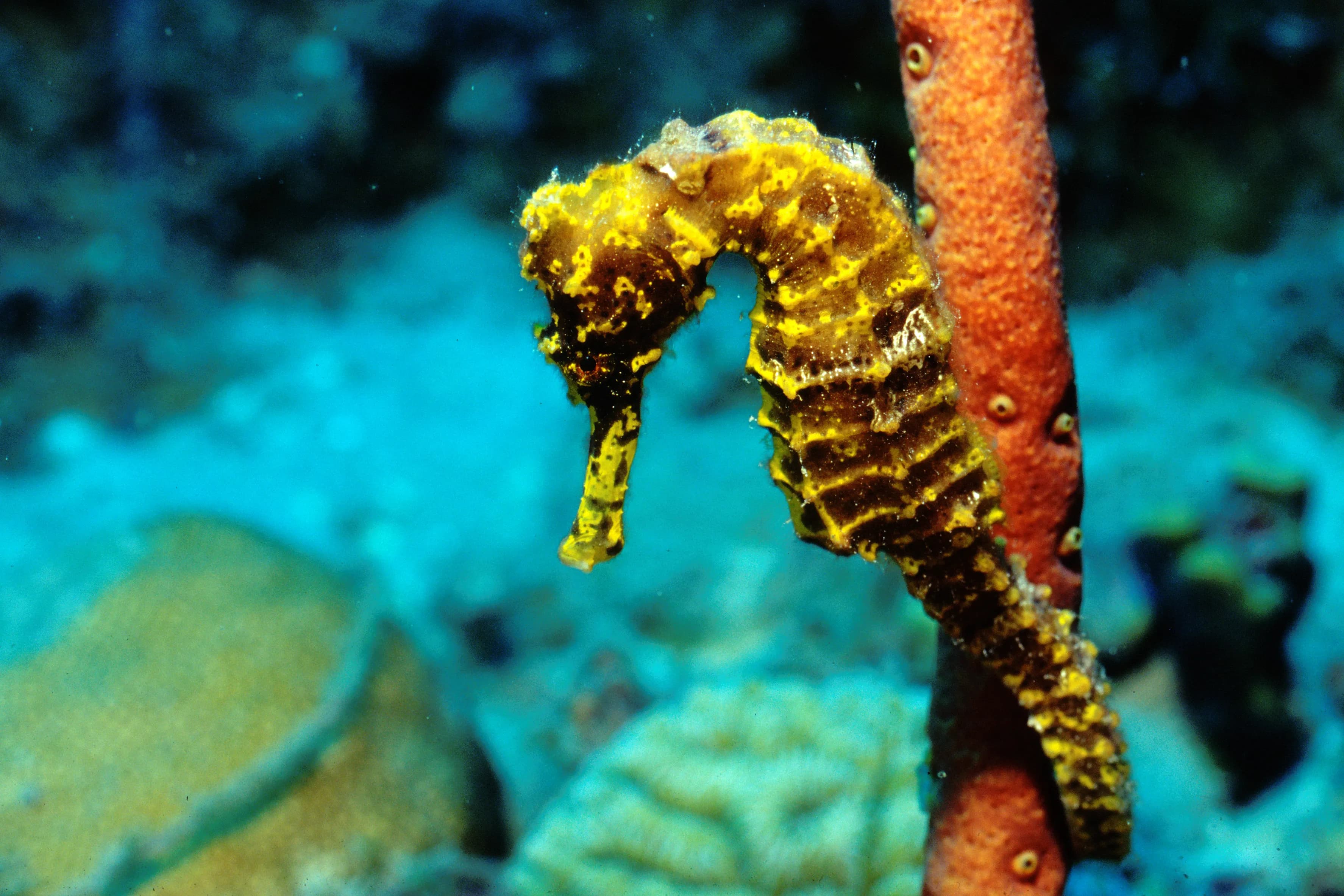 Sun Reef Village on Sea Curacao 3