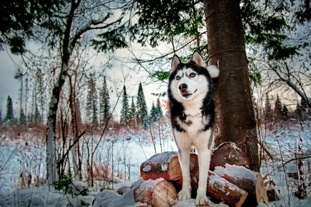 Wintertraum in Finnisch-Lappland