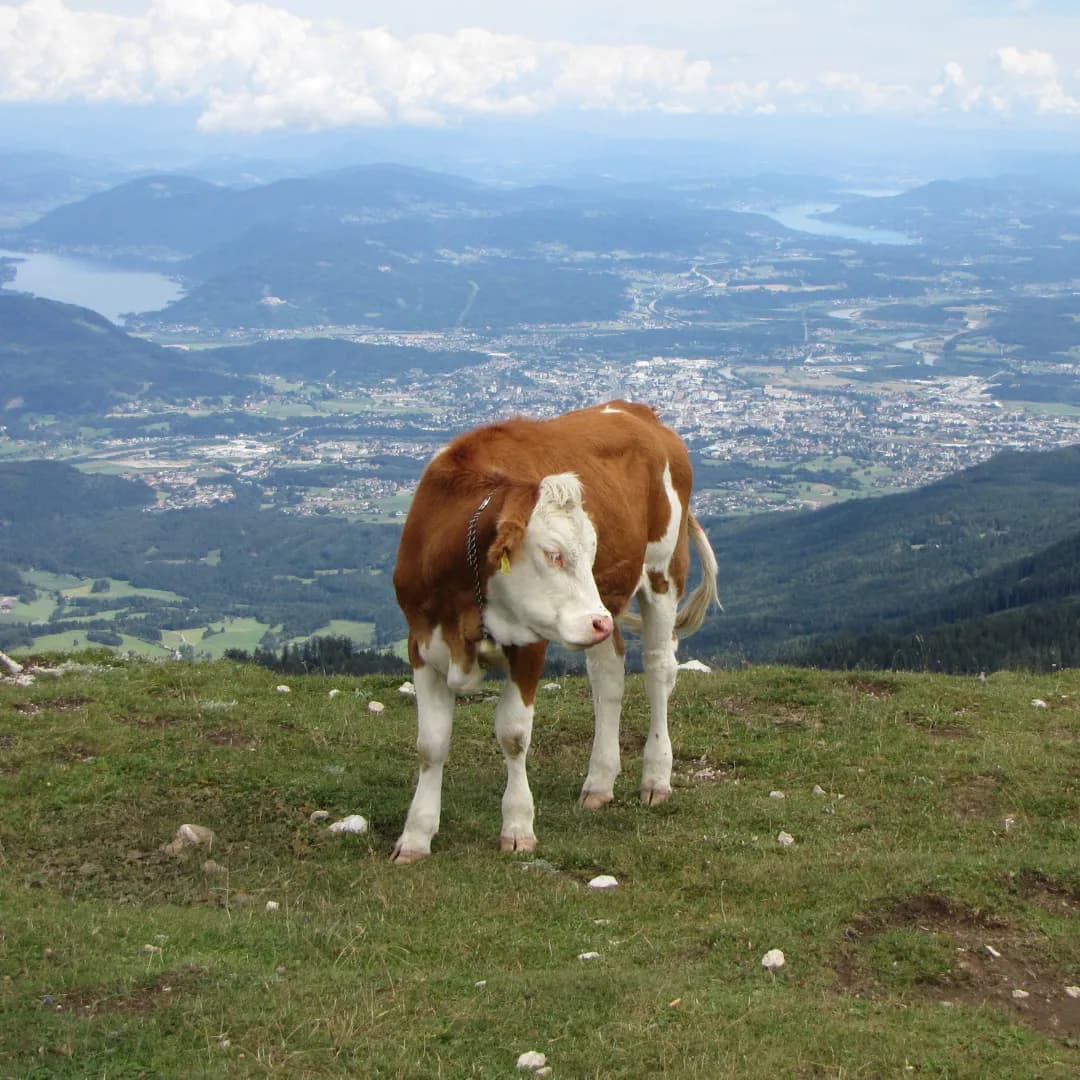 Kärntner Seen und Drau Radweg