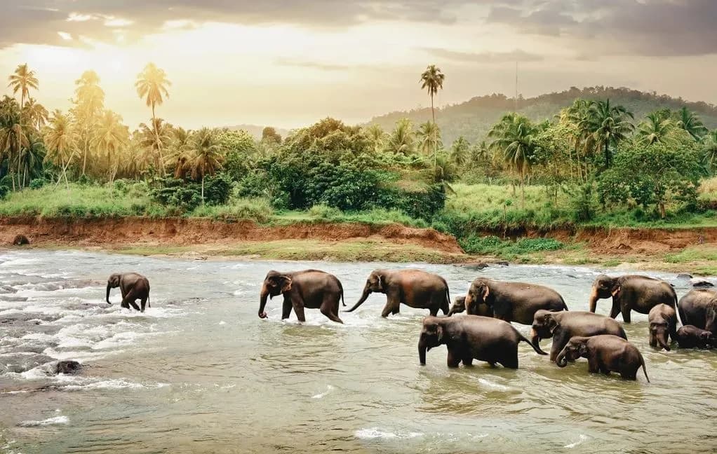 Sri Lankas Highlights